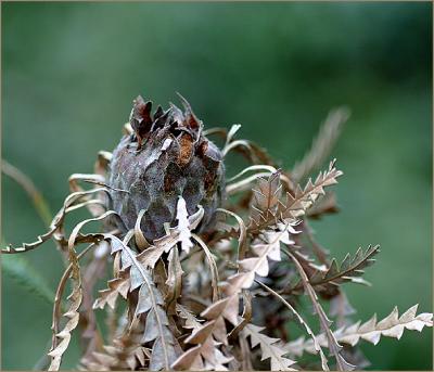 Showy Dryandra - dead leaves