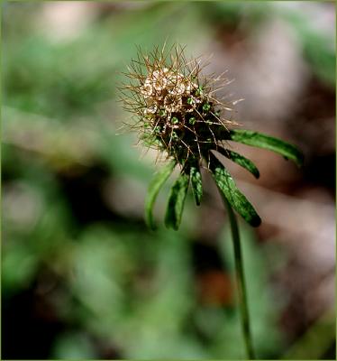 Seedhead wild scabious