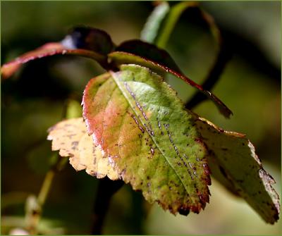 Autumn rose leaves