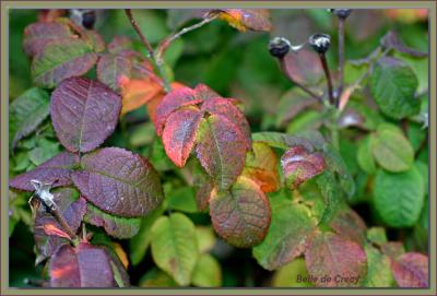 Belle de Crecy - autumn leaves