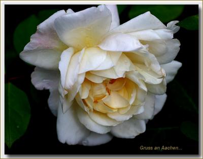 Gruss an Aachen autumn bloom