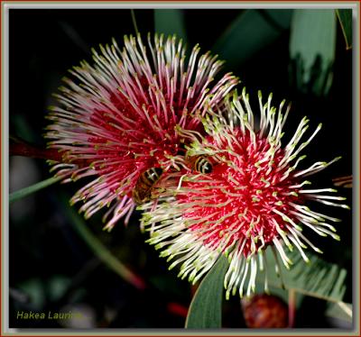 Hakea laurina