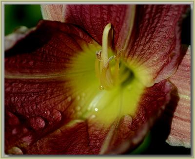 Daylily in April