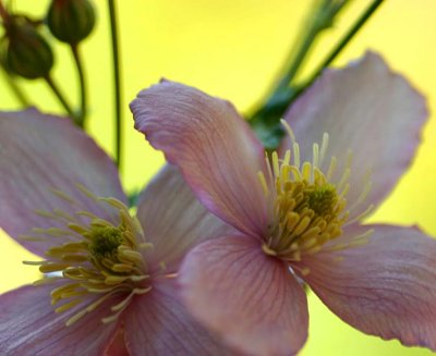 Clematis - first signs that spring has arrived!