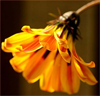 Sun loving Gazania