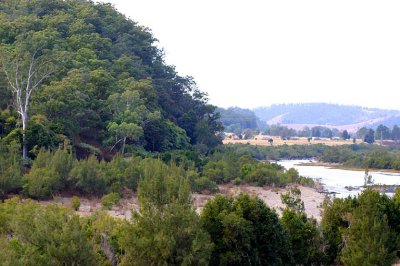 Native vegetation Mann River Valley