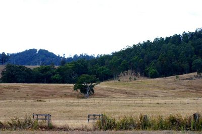 Farming country near Grafton
