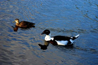 Cedar Lakes - 2 ducks