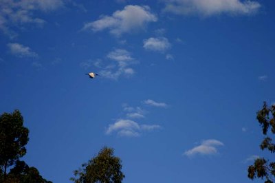 Cedar Lakes - bird in the sky