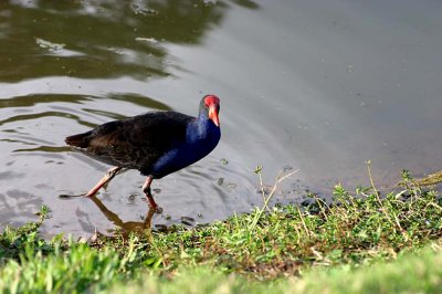 Cedar Lakes - water fowl