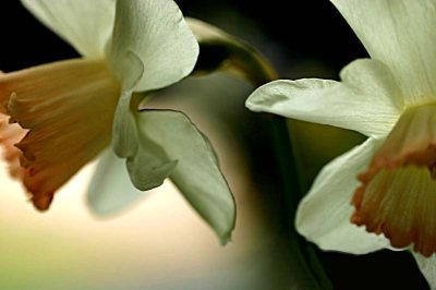 Two pink daffodils