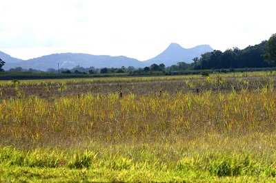 Remnant sugar cane Noosa hinterland