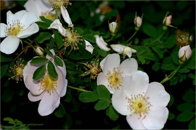 Scots rose Altaica