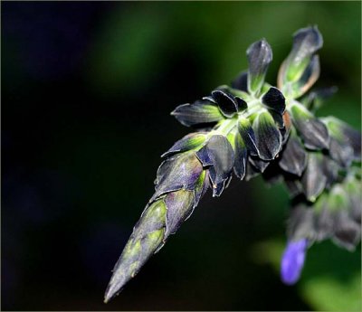 Salvia bud