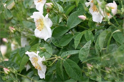 Rosa dupontii