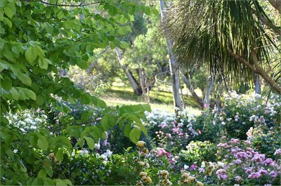 Plenty of blooms