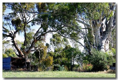 Tin shed and ancient tree