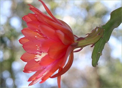 Epiphyllum ackermanii