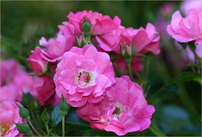 Flower Carpet rose