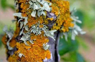 Amazing lichen