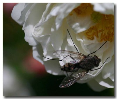 Fly on a rose