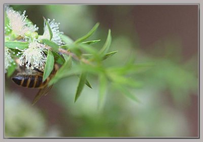 Bee on a melaleuca