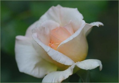 Sweet Sonata rosebud