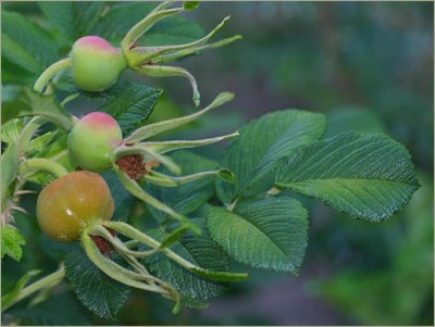 Rugosa hips and leaves