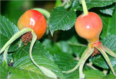 Rugosa hips and leaves
