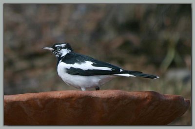 Murray Magpie - 2