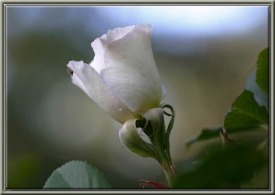 A White rosebud for the Whitish theme
