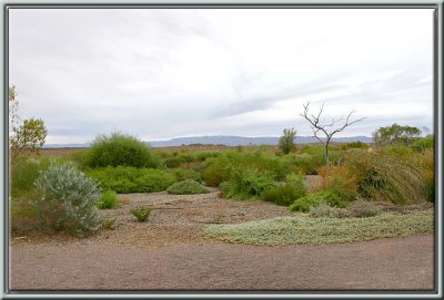 Arid Lands Botanic Garden