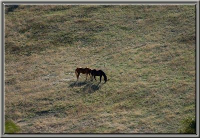 CHALLENGE - TWO horses grazing