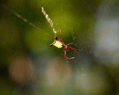 Micrathena sagittata