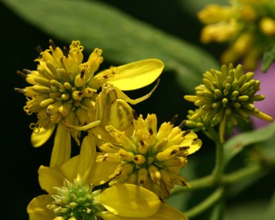 Misumena vatia