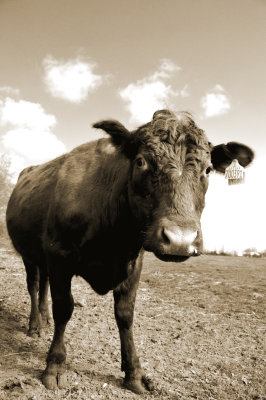 Cows