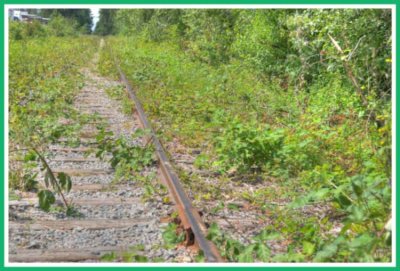 The weeds are taking over this old track.