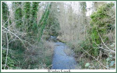 Woodsy creek as seen from one of the many walking trails around the Vancouver area.