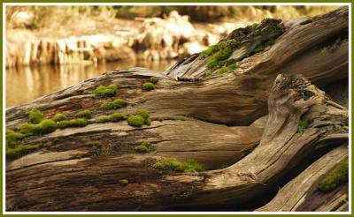 The beauty of wood.