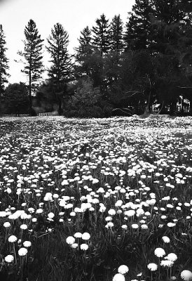 Dandelions in black and white