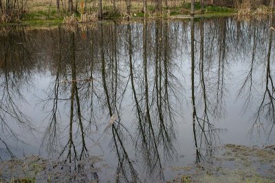 Reflection de printemps / Spring reflection