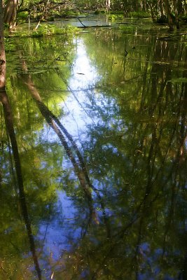 Green reflection