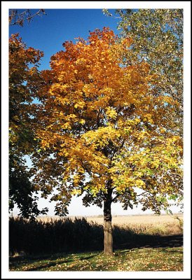 Couleurs d'automne