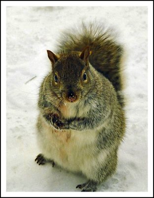 A small resident in the Philips Square