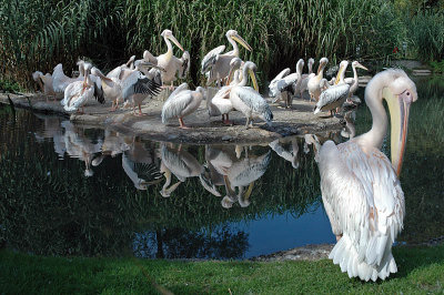 Pelicans