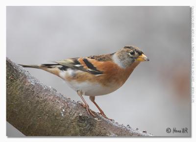 Fringilla montifringilla