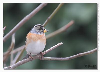 Fringilla montifringilla