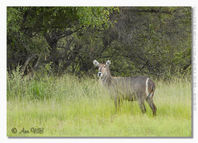 Mammals @ Pilanesberg National Park