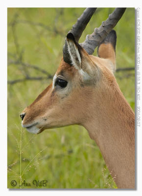 Impala