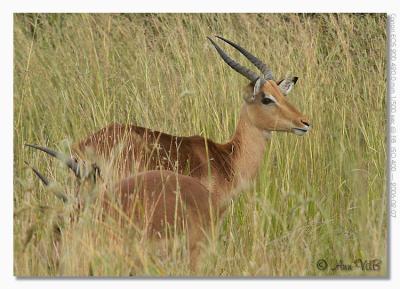 Impala